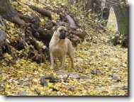 Bullmastiff \(Dog standard\)