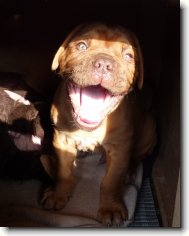 Dogue de Bordeaux \(Dog standard\)