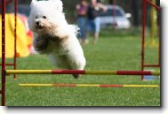 Bichon frise \(Dog standard\)