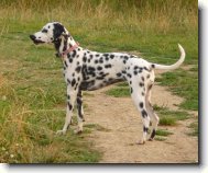 Dalmatian \(Dog standard\)