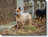 Australian cattle dog \(Dog standard\)