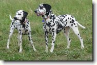 Dalmatian \(Dog standard\)