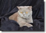 British shorthairs cat