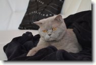 British shorthairs cat