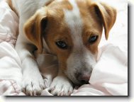 Jack russell terrier \(Dog standard\)