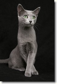 Russian Blue