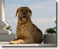 Tosa Inu, Japanese Fighting Dog