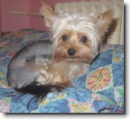 Jorkrsk terier, Yorkshire Terrier,