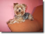 Jorkrsk terier, Yorkshire Terrier,