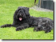 Bouvier des flandres \(Dog standard\)