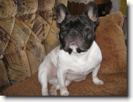 Bouledogue francais, French Bulldog