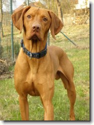 Rvidszr Magyar Vizsla, Hungarian Short-haired Pointing Dog