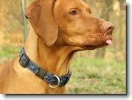 Rvidszr Magyar Vizsla, Hungarian Short-haired Pointing Dog