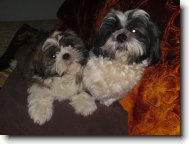 Shih tzu \(Dog standard\)