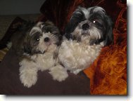 Shih-Tzu