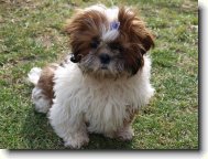 Shih tzu \(Dog standard\)