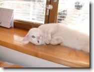 British shorthairs cat