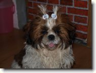 Shih tzu \(Dog standard\)