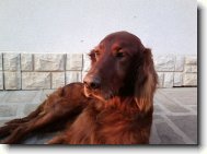 Irish red setter \(Dog standard\)