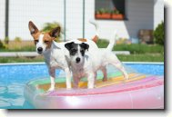 Jack Russell Terrier