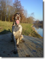 German shorthaired pointing dog \(Dog standard\)