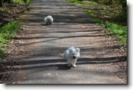 Bichon  poil fris, Bichon Frise