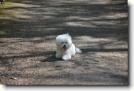 Bichon frise \(Dog standard\)