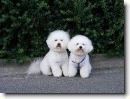 Bichon  poil fris, Bichon Frise