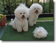 Bichon frise \(Dog standard\)