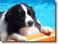 Border Collie