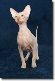 Peterbald Frum