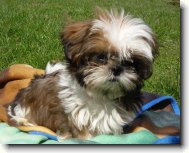 Shih tzu \(Dog standard\)