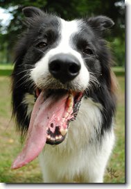 Border Collie