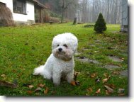 Bichon frise \(Dog standard\)