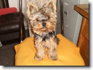 Jorkrsk terier, Yorkshire Terrier,