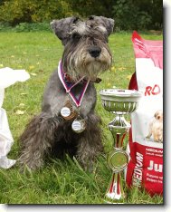 Zwergschnauzer, Miniature Schnauzer