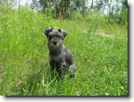 Zwergschnauzer, Miniature Schnauzer