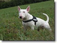 Bull Terrier