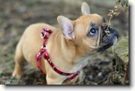 Bouledogue francais, French Bulldog