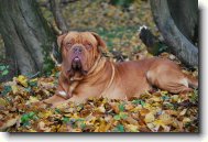 Dogue de Bordeaux \(Dog standard\)