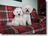 Bichon frise \(Dog standard\)