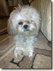 Shih tzu \(Dog standard\)