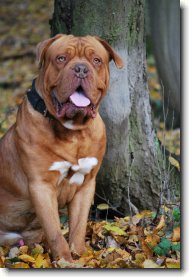 Dogue de Bordeaux