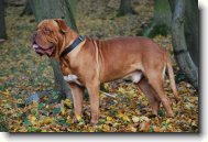 Dogue de Bordeaux