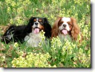 Cavalier king charles spaniel \(Dog standard\)