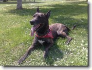 Dutch shepherd dog \\\\\(Dog standard\\\\\)