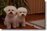 Bichon frise \(Dog standard\)