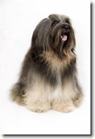 Tibetan terrier \(Dog standard\)