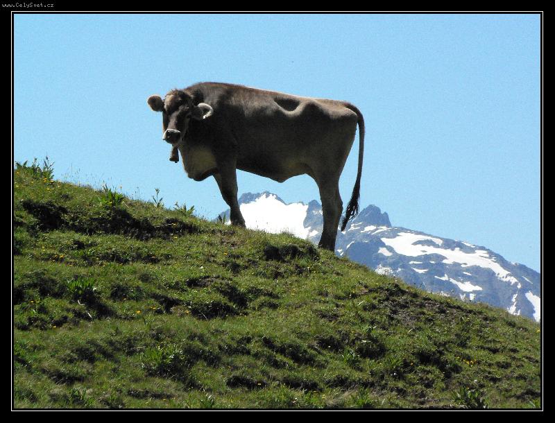 Photo: Kr�va - prav� Milka-Kr�va na kopc�ch Alp v Rakousku