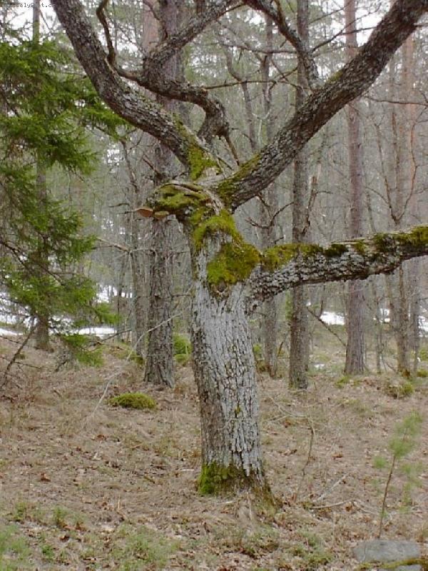 Photo: Dravec-strom v podob� dravce